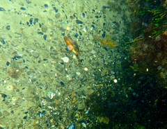 Hippocampus abdominalis