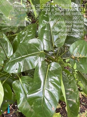 Heptapleurum actinophyllum