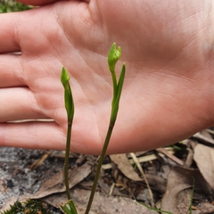 Burchardia umbellata