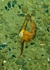 Hippocampus abdominalis