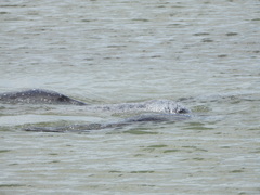 Trichechus manatus