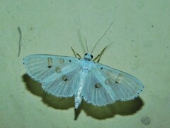 Palpita