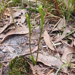 Burchardia umbellata