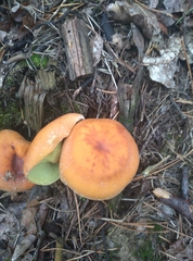 Hypholoma lateritium