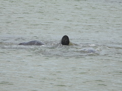Trichechus manatus