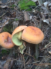 Hypholoma lateritium