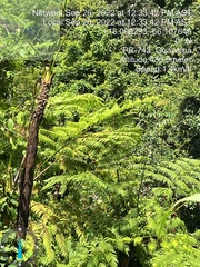 Cyathea arborea