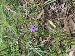 Arthropodium strictum