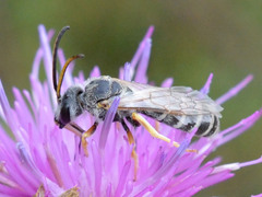 Halictus sexcinctus