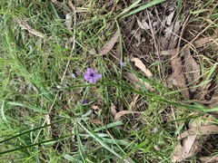 Arthropodium strictum