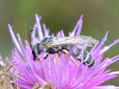 Halictus sexcinctus