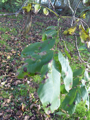 Aceria erinea
