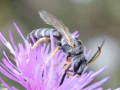 Halictus sexcinctus