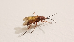 Sphictostethus nitidus