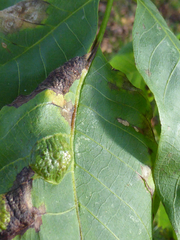 Aceria erinea