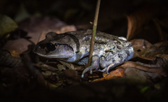 Leptobrachium hendricksoni