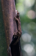 Gekko lionotum