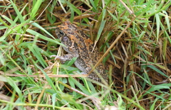 Sclerophrys gutturalis