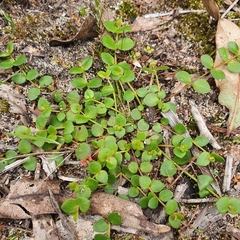 Gonocarpus micranthus