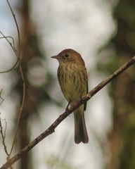 Myiophobus fasciatus