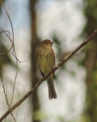 Myiophobus fasciatus
