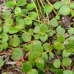 Gonocarpus micranthus