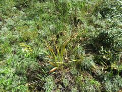 Hemerocallis minor