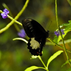 Papilio ambrax