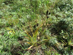 Hemerocallis minor