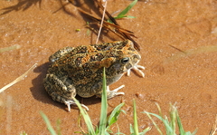 Sclerophrys gutturalis