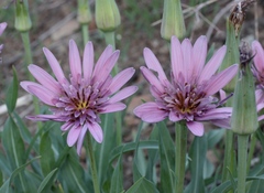 Tragopogon marginifolius
