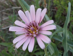 Tragopogon marginifolius