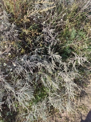 Artemisia austriaca
