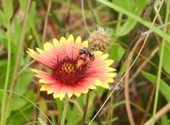 Triepeolus rufithorax