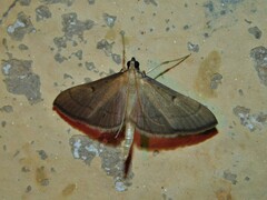 Bradina admixtalis