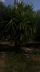 Yucca gigantea