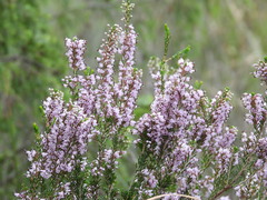 Erica manipuliflora