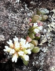 Crassula fragarioides