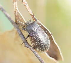 Lepispilus
