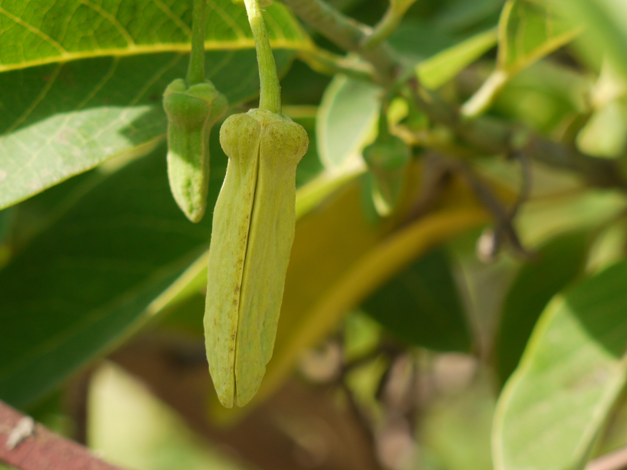 Annona squamosa L.