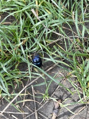 Anoplotrupes stercorosus