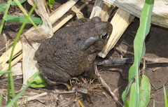 Sclerophrys gutturalis