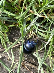 Anoplotrupes stercorosus