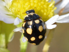 Coccinula quatuordecimpustulata