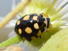 Coccinula quatuordecimpustulata