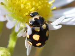 Coccinula quatuordecimpustulata