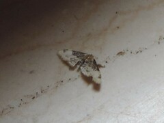 Idaea filicata