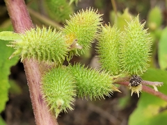 Xanthium strumarium