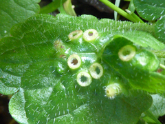 Rondaniola bursaria