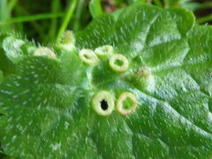 Rondaniola bursaria